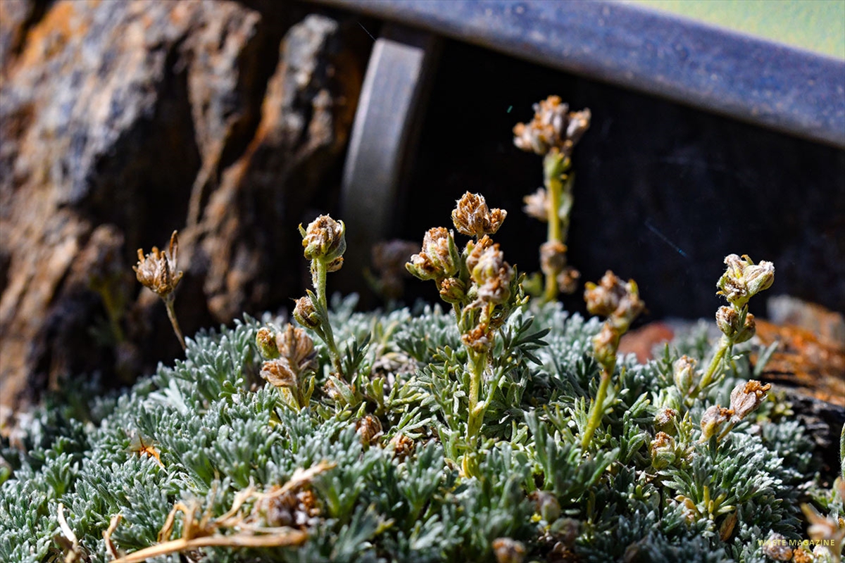 artemisia-umbelliformis20