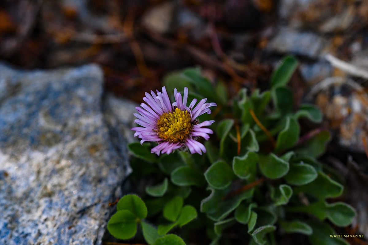 erigeron-frigidus75