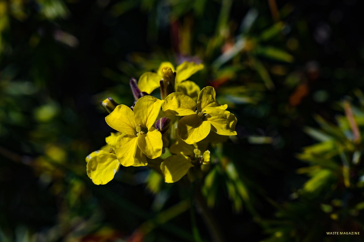 erysimum-nevadense69