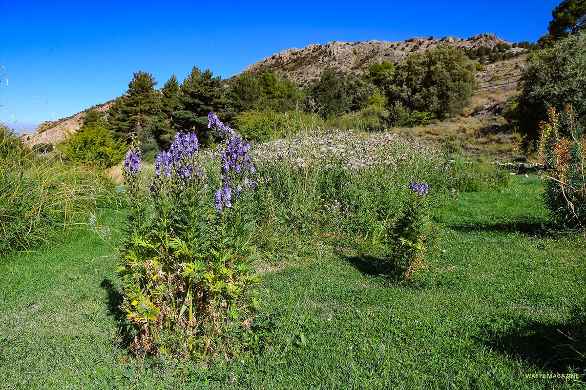 Jardin-Hoya-de-Pedraza--20