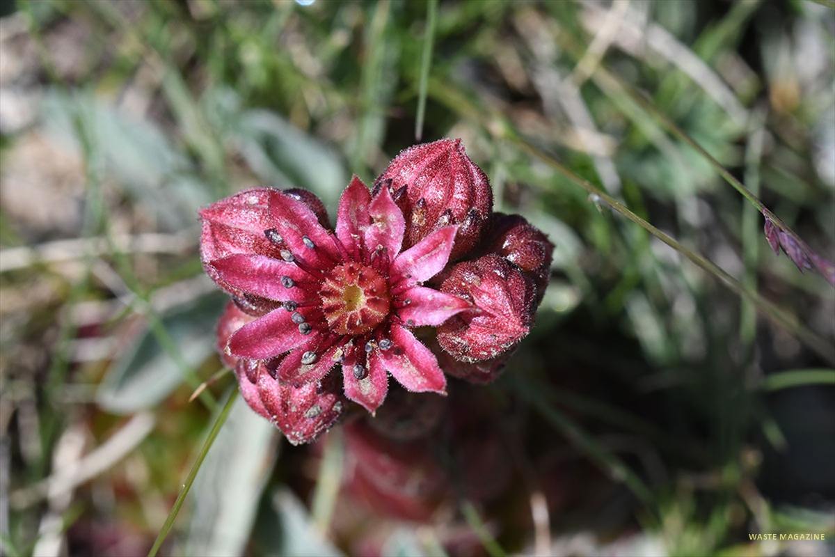 sempervivum-minutum69