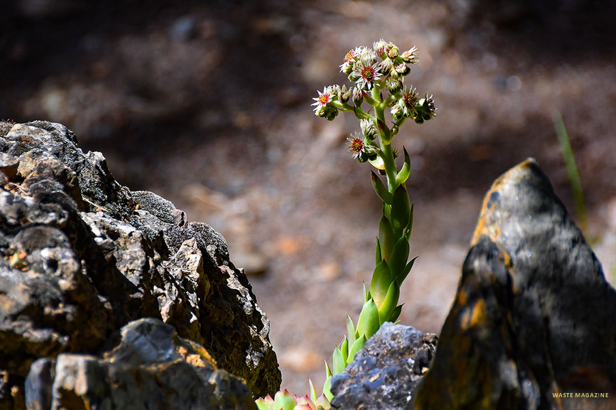 sempervivum-tectorum41