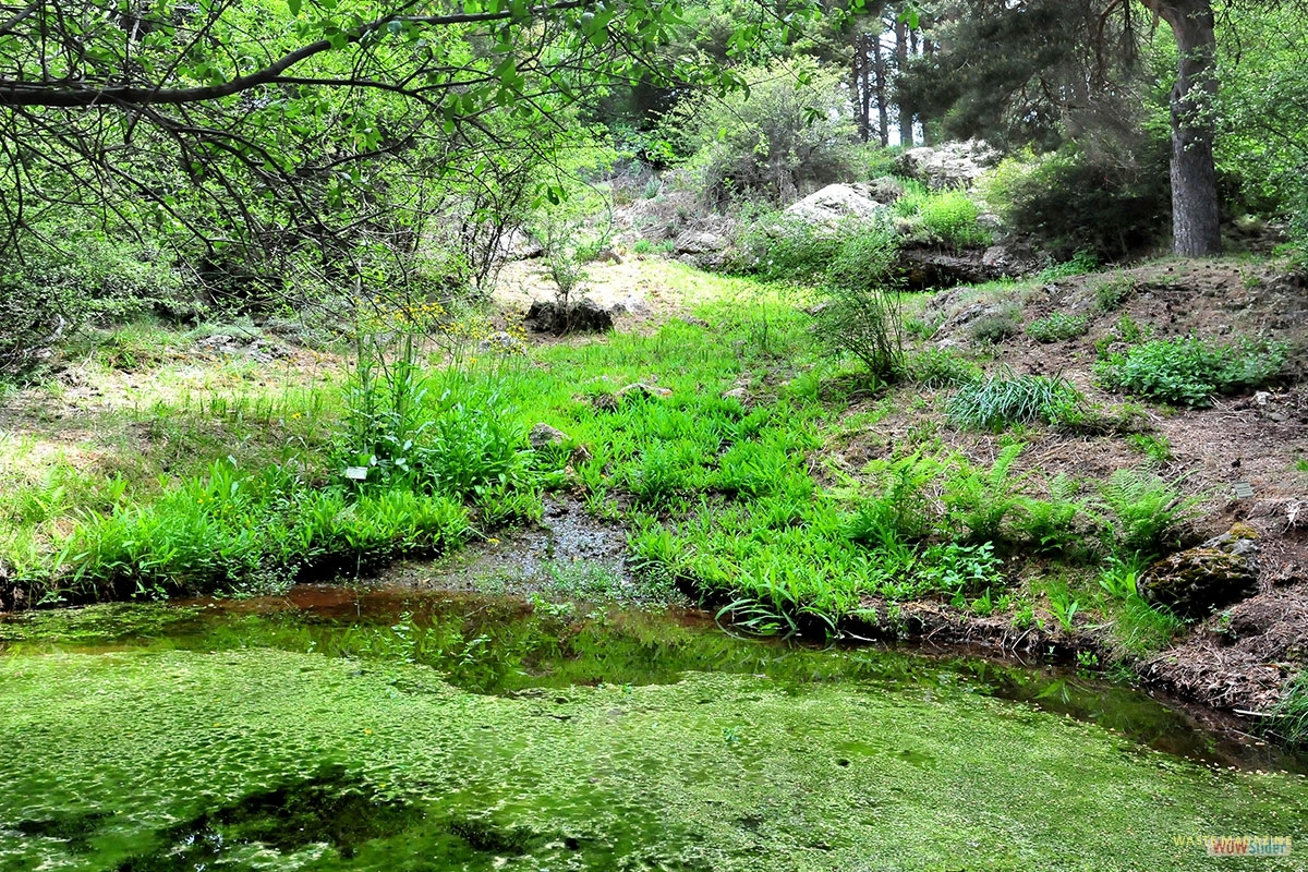 jardinhoyadepedraza002