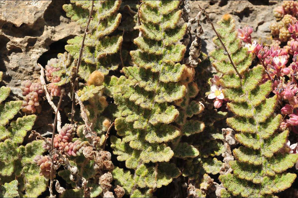 Cosentinia vellea