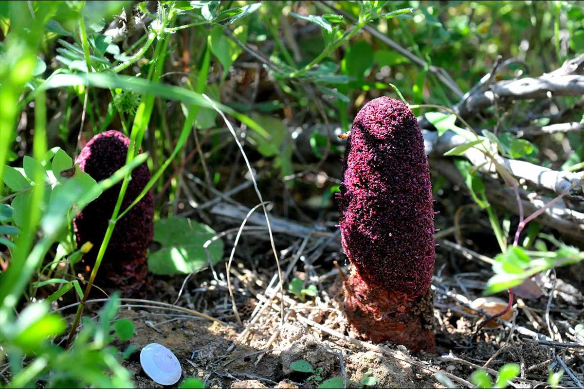 Cynomorium coccineum