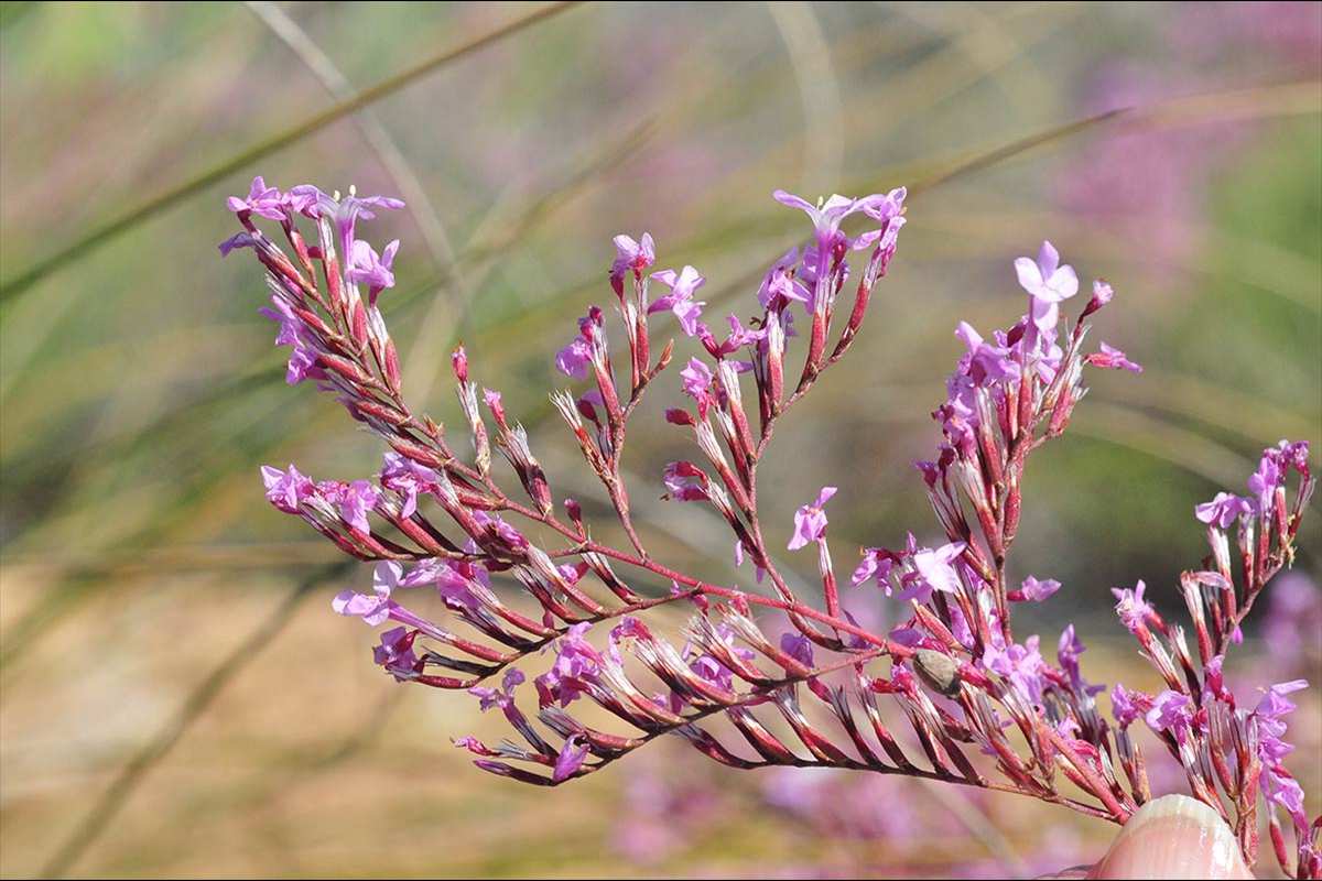 Limonium insigne