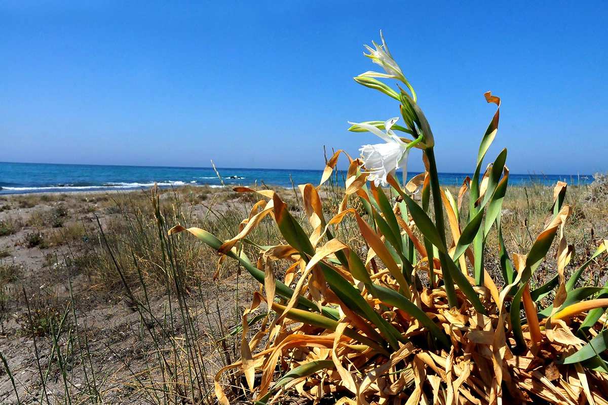 Pancratium maritimum, azucena