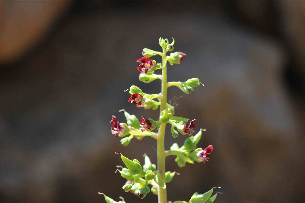 Scrophularia arguta