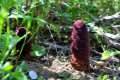 Cynomorium coccineum