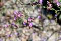 Limonium malacitanum