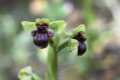 Ophrys bombyliflora