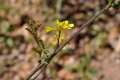 Succowia balearica