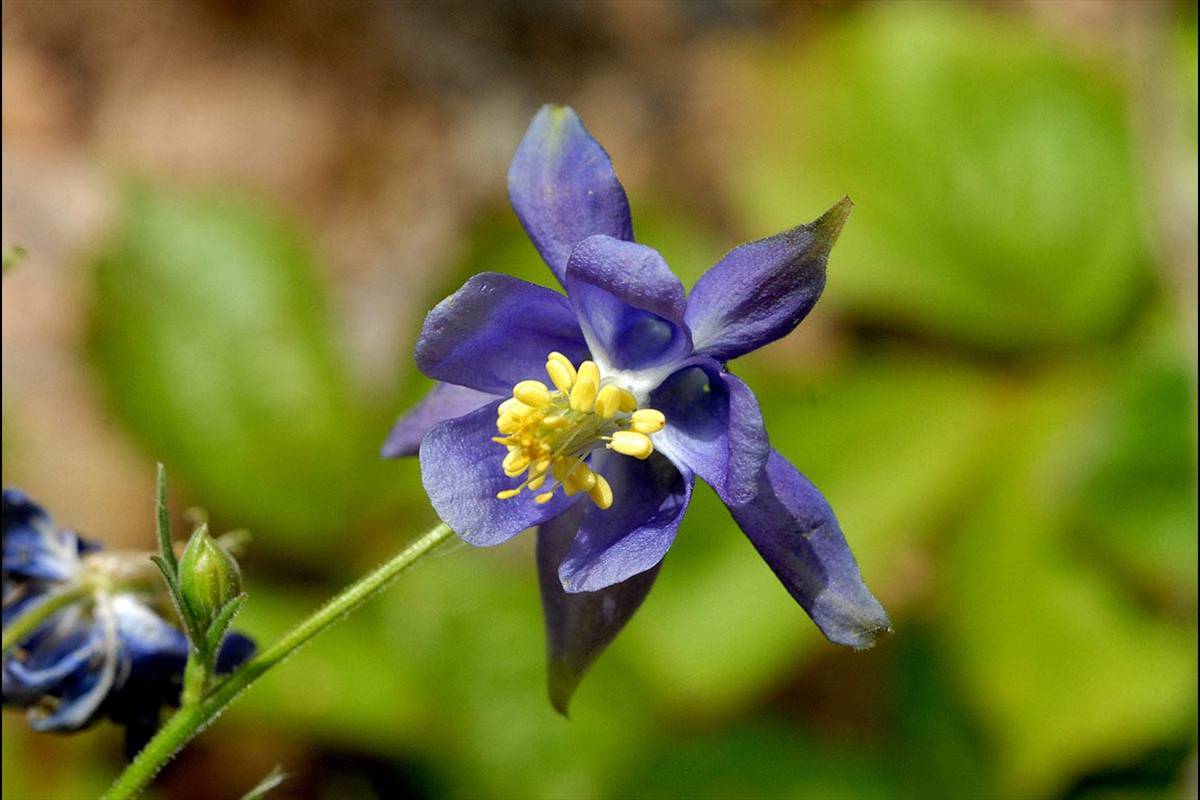 Aquilegia pyrenaica cazorlensis