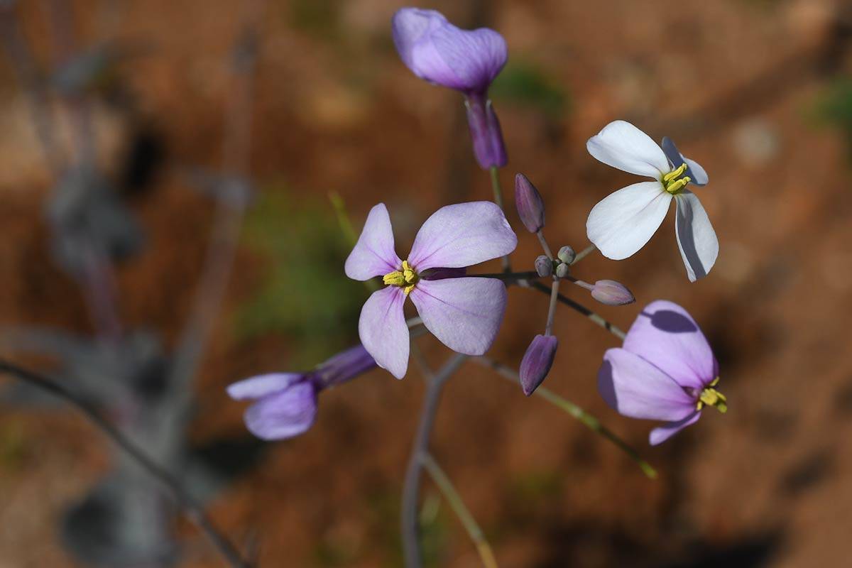 Moricandia foetida