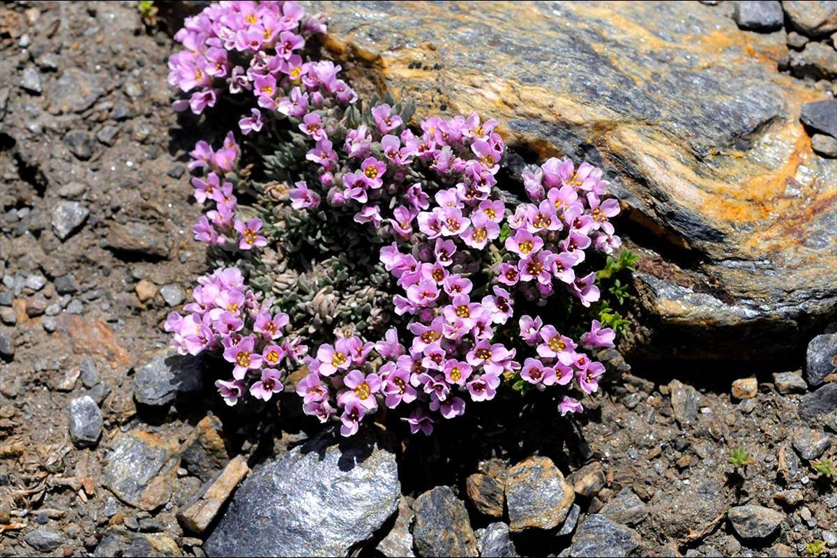 Nevadensia purpurea