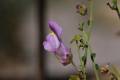 Antirrhinum charidemi