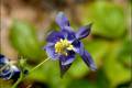 Aquilegia pyrenaica cazorlensis