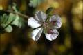 Erodium cazorlanum
