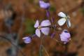 Moricandia foetida