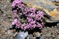 Nevadensia purpurea
