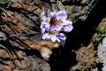 Noccaea nevadensis