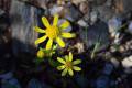 Senecio alboranicus