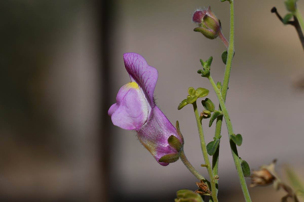 Antirrhinum charidemi
