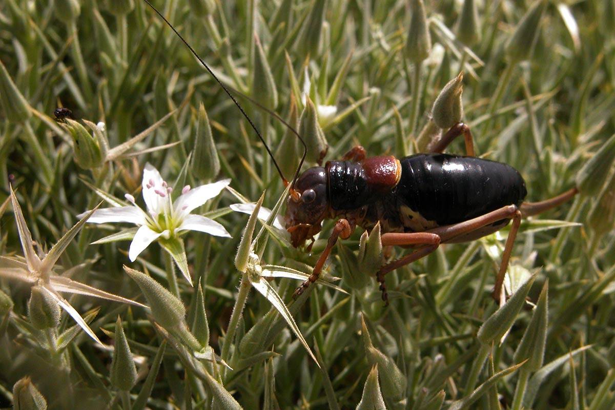 Baetica ustulata