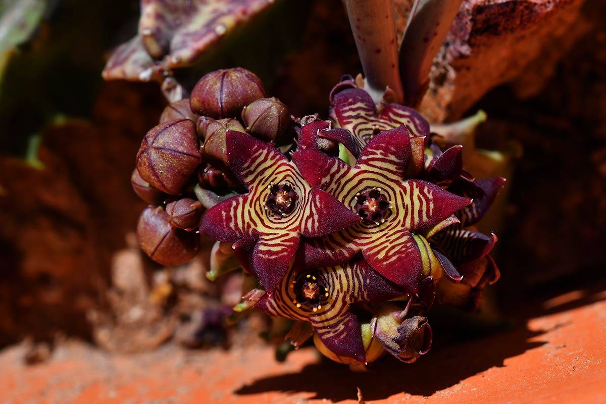 Caralluma europaea