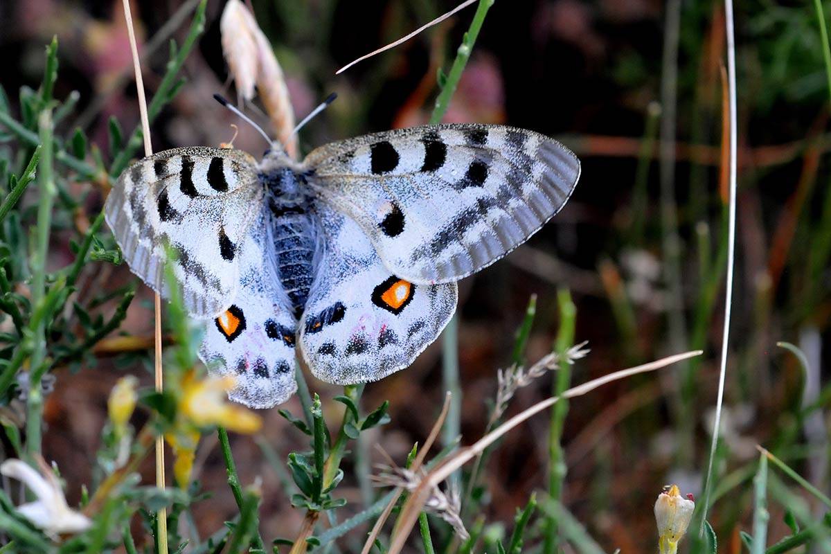 Parnassius apollon evadensis