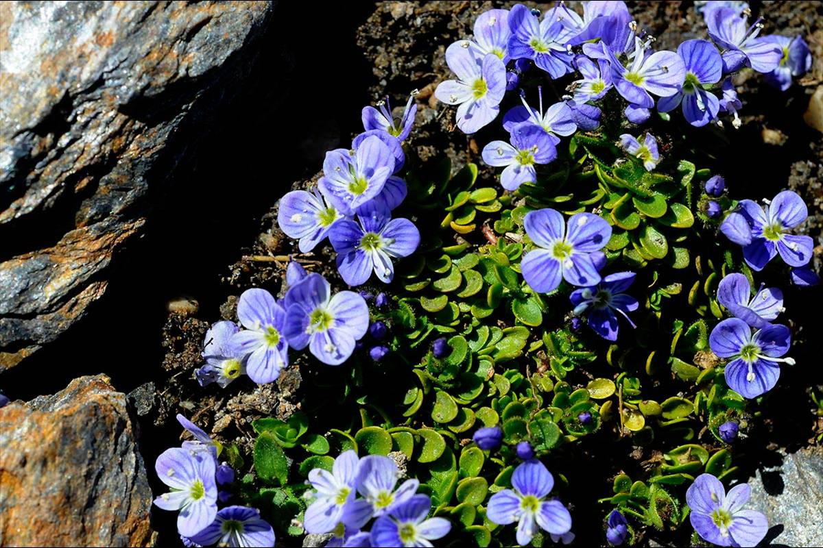 Veronica-nevadensis