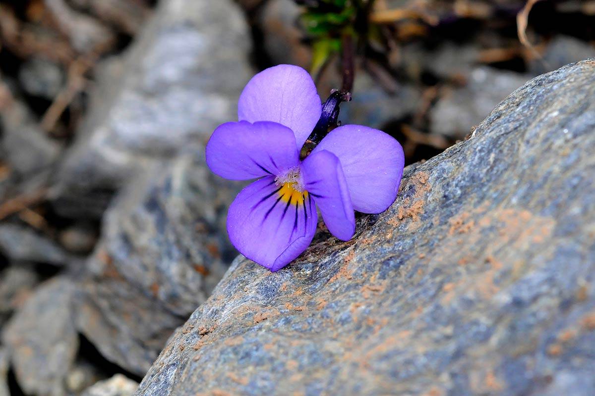 Viola-crassiuscula nevadensis