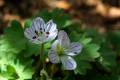 Geranium cazorlense