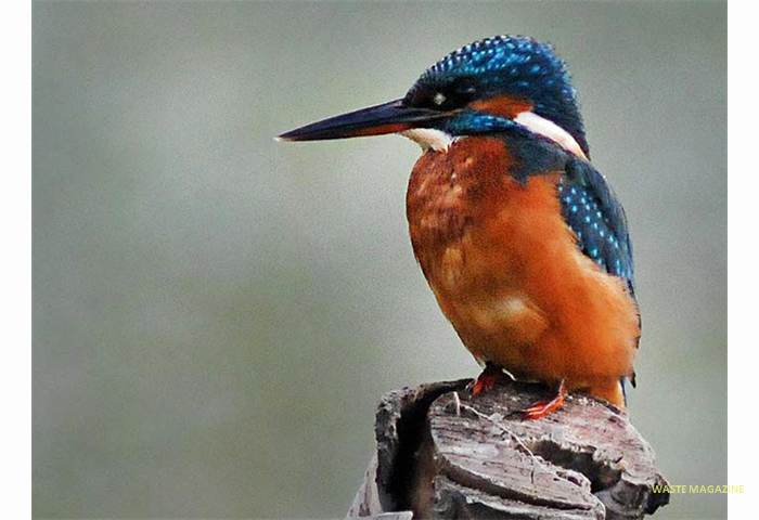 alcedoatthis571