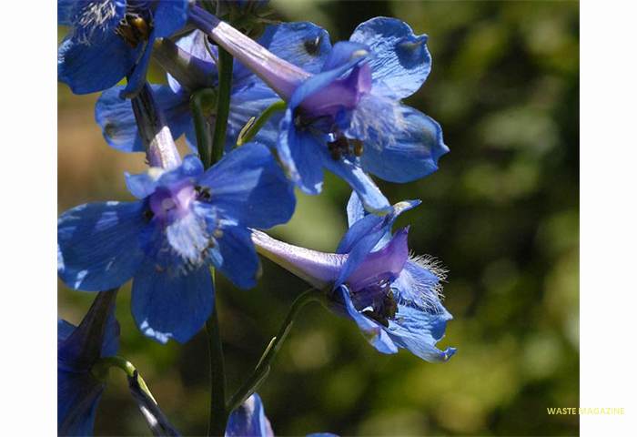 delphiniumnevadense74