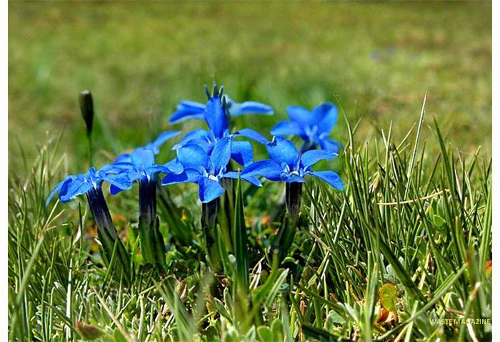 gentianasierrae31-ok