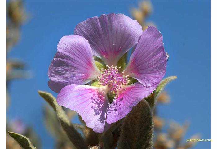 lavateraoblongifolia46