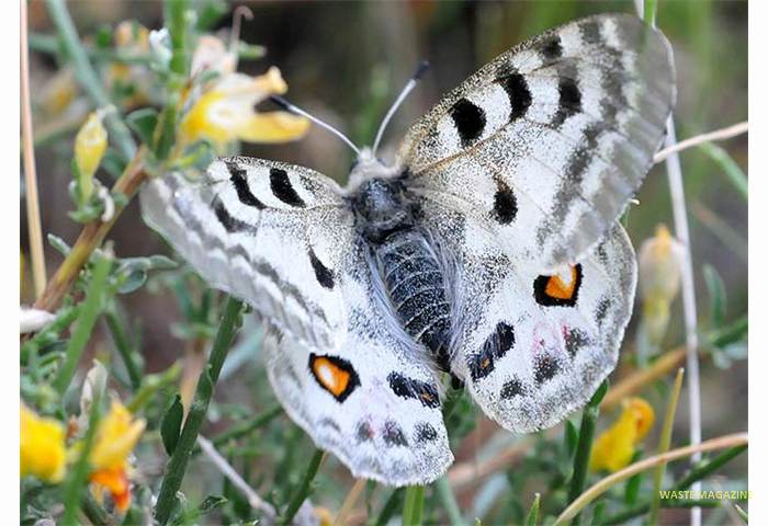 parnassiusapollonevadensis52