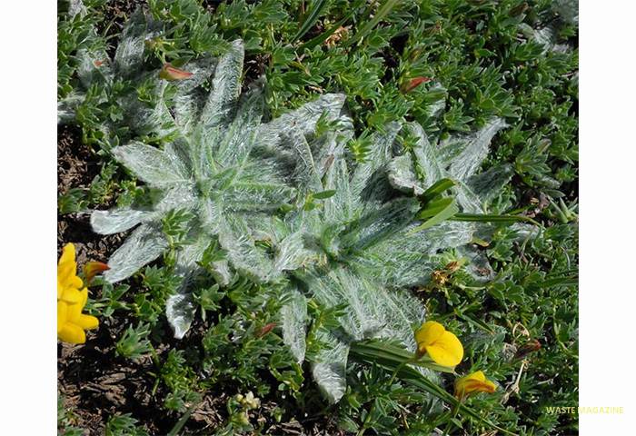 plantagonivalis133