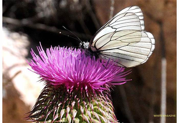cardogranatensis-mariposa-cigarra