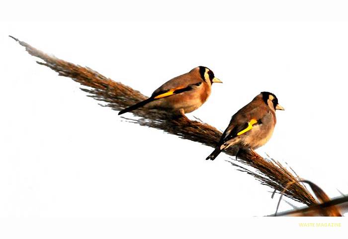 cardueliscarduelis134