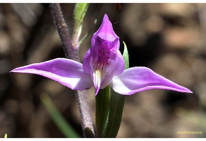 cephalanterarubra46
