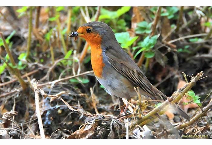 erithacusrubecula52