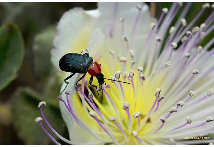 heliotaurusruficollis9