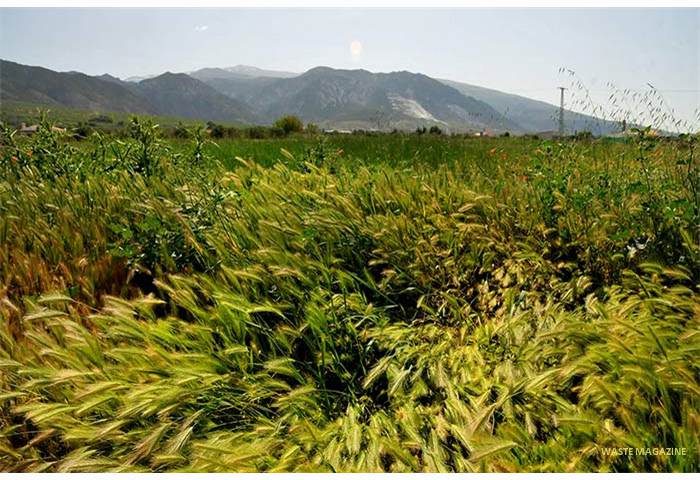 junio-hierbas
