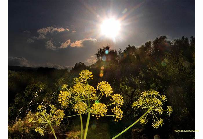 luz-de-junio-Thapsia-villosa-1-OK