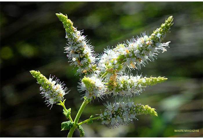 menthasuaveolens5