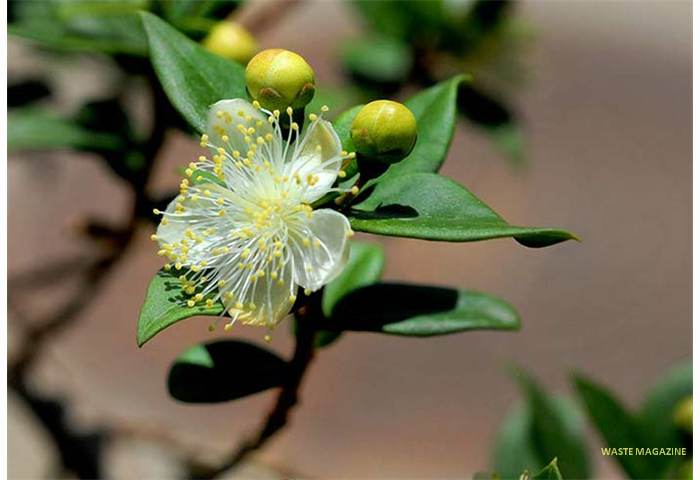 myrtuscommunis37