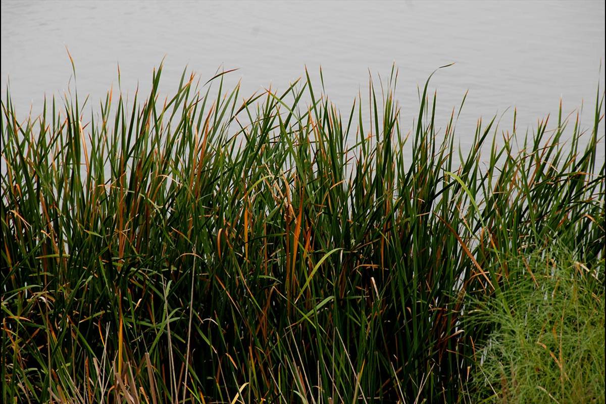 lagunadelelportil5