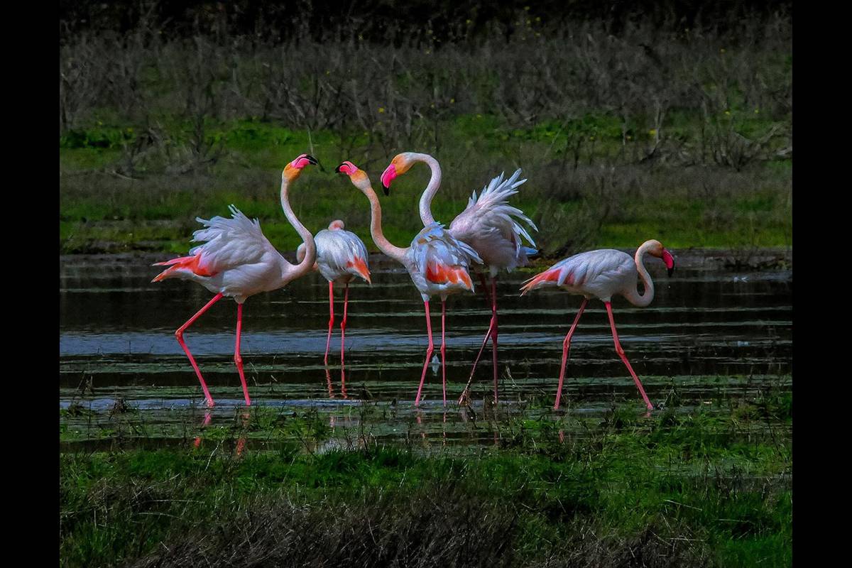 phoenicopterusruber500-copia